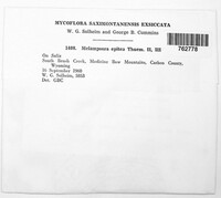 Melampsora epitea image
